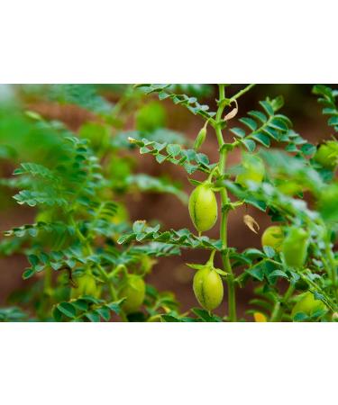 Organic Garbanzo Bean Flour 2 Pounds - Non-GMO Chickpea Flour | High Protein & Fiber | USA Product | Kosher & Vegan | Stone Ground Bulk Pack - Buy Online on GoSupps.com