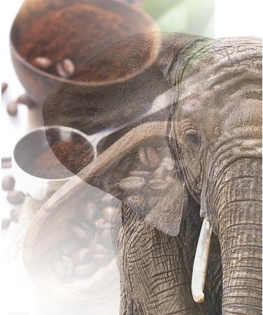 The Coffee and Tea Company Jumbo coffee elephant coffee Maragogype 2 x 1000 g ground value pack the largest beans in the world without acid extra mild - Buy Online on GoSupps.com