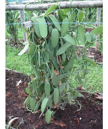 Grade B Madagascar Bourbon Vanilla Beans 45 Inch - Vanilla Pods by Vanilla Products USA - Buy Online on GoSupps.com
