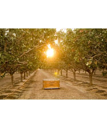 Setton Farms Extra Large Dry Roasted Pistachios in Burlap Bag - 48 Ounce Pack - Sea Salted - Buy Online on GoSupps.com