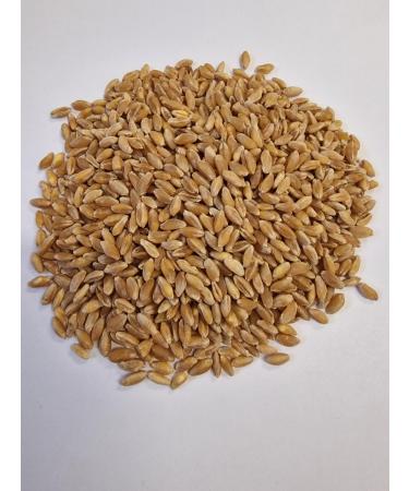 WIDU Organic durum wheat 12.5 kg