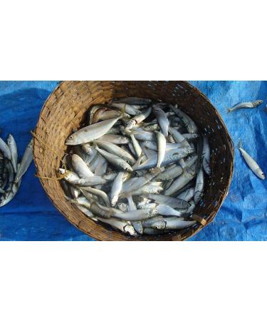 Buy La Quiberonnaise Sardines Fillets with 3 Chilis - 4x115g | Gourmet Spicy Seafood for French & Portuguese Dishes - International Shipping Available - Buy Online on GoSupps.com