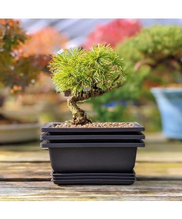 Bonsai Training Pots Humidity Trays 6 Inch - Durable Shatter-Proof Poly-Resin Set of 3 | Large Planters with Built-In Mesh | 3-Pack - Buy Online on GoSupps.com