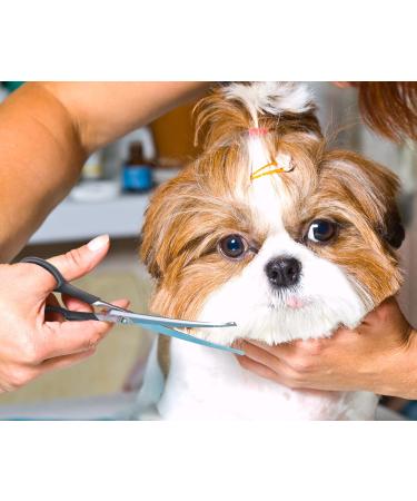 Pets First Stainless Steel Pet Grooming Scissors Set for Dogs & Cats - Body & Facial Trimmer with Rounded Tips - Lightweight & Durable - Set of 2 - Buy Online on GoSupps.com