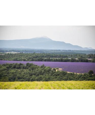 Lavender floral water 1 Liter 1000 ml - 100% direct producer hydrosol - Provence - Buy Online on GoSupps.com