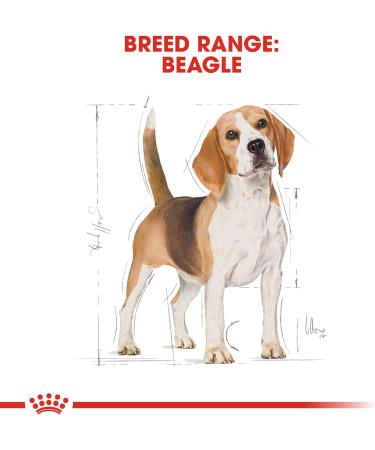 ROYAL CANIN/BEAGLE ADULT 3 kg bag of kibble for Beagle from 12 months - Buy Online on GoSupps.com