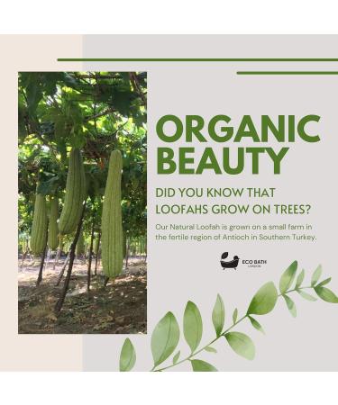 Natural Loofah Bath Scrubber - Premium Exfoliating Sponge for Smooth Skin | Deep Cleanse & Exfoliation - Buy Online on GoSupps.com