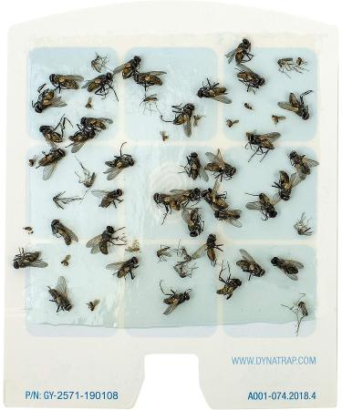 DynaTrap 23005-06 DOT StickyTech Glue Cards - Cloud (Pack of 6) - Buy Online on GoSupps.com