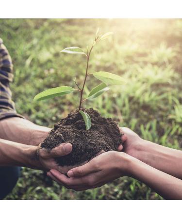 2 Set Nail Brush - Skin-Friendly Fingernail Brush Natural Buchenholz Bristles - Handcrafted Manicure & Pedicure Tools Made in Germany - Buy Online on GoSupps.com
