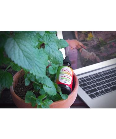 Eclectic Institute Organic Lemon Balm Extract 2 fl oz - Natural Herbal Remedy - Buy Online on GoSupps.com