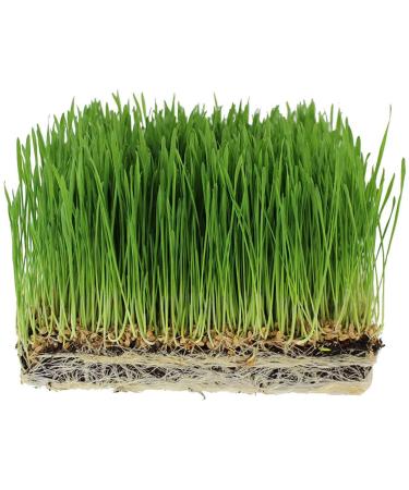 Handy Pantry Organic Wheatgrass Seeds - For Wheat Grass, Cat Grass, Food Storage & More - Hard Red Wheat (1/2 Pound)