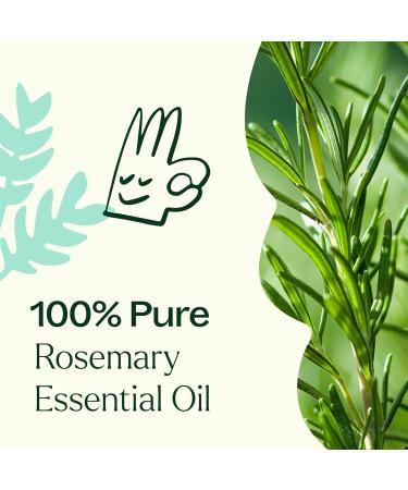 Plant Therapy Rosemary Essential Oil for Hair Growth - 100% Pure Natural Aromatherapy for Diffuser & Scalp - Therapeutic Grade 100 mL - Buy Online on GoSupps.com