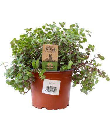 Buy 3X Sch npolster - Callisia repens | Ideal Food Plant for Bearded Dragons Birds Guinea Pigs & Rabbits | International Shipping Available - Buy Online on GoSupps.com