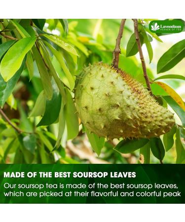 Lavendium Premium 40 Soursop Leaf Tea Bags 100% Natural and Pure from Soursop Graviola Leaves. Made with Eco-Conscious Tea Bags Soursop Leaf Herbal Tea. No Sugar No Caffeine No Gluten Vegan. (40 Bags) - Buy Online on GoSupps.com