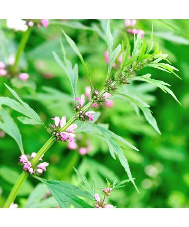Alpi Investment OOD Feverfew 125g from Alpi Nature loose tea real feverfew dried and cut for preparing feverfew tea feverfew tea and herbal tea - Buy Online on GoSupps.com