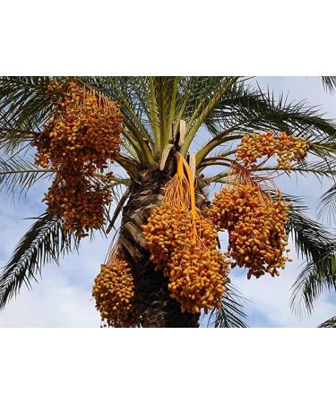 MEDIA AJWA DATES A SACRED FRUIT AND RICH IN BENEFITS 400g - Buy Online on GoSupps.com