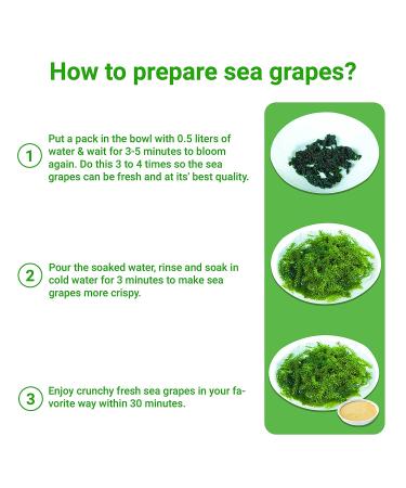 King Umibudo Dehydrated Lato Seaweed 0.7 oz x 4 packs - Sabudo Sea Grapes Green Caviar Superfood - Buy Online on GoSupps.com