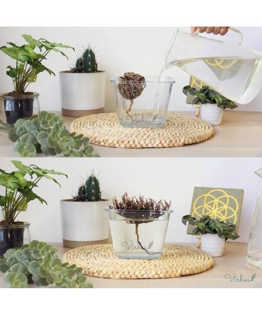 XL Rose of Jericho Chajarat Mariam - Fertility-Promoting Plant - Anastatica Hierochuntica - Buy Online on GoSupps.com