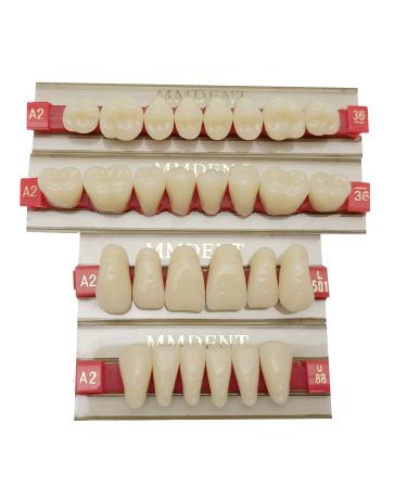MMDENT Synthetic Denture Dental Resin Teeth False Teeth for Holloween Horror Prop White Color Large Size