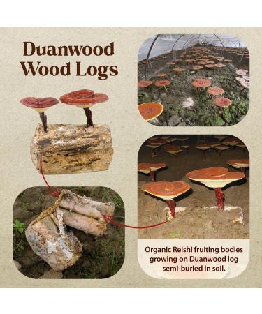 Dragon Herbs Duanwood Reishi Drops Mushroom Supplement Mountain Organically Log Grown Triple Extractions for Immunity Sleep Heart Liver Stress Super Potency Fast Acting 2 fl oz 60 mL - Buy Online on GoSupps.com
