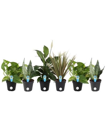 Costa Farms Assorted Foliage Clean Air Live House Plant Collection, 8-Inches Tall, Green Grower Pot - 6 Pack