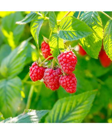 Relaxcation Pure Raspberry Seed Oil - Cold Pressed & Unrefined Natural Oil from USA | Lightweight Berry Extract for Smooth Skin Healthy Glow & Daily Botanical Blends (2 oz) 2 Fl Oz (Pack of 1) - Buy Online on GoSupps.com