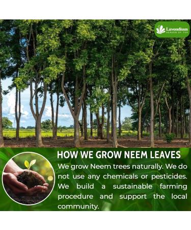 Lavendium Premium 500g (17.6oz) Neem Leaf Powder 100% Natural and Pure from Neem Leaves Neem Leaves Herbal Tea No Additives No Gluten No Sugar Vegan CA Neem 500 Gr - Buy Online on GoSupps.com