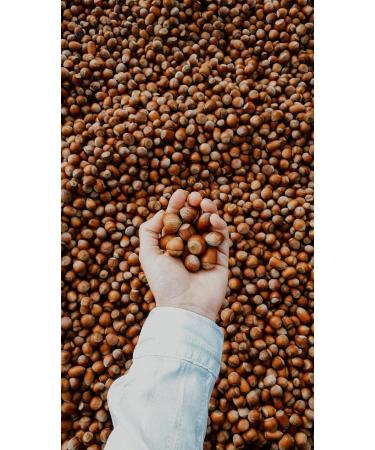 Kamelur Hazelnuts in shell from Italy - High quality whole & unshelled hazelnuts - in biodegradable packaging - 1kg - Buy Online on GoSupps.com