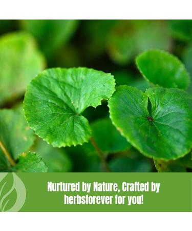 Herbsforever Gotu Kola Powder Centella asiatica Reducing Stress Enhance Memory & Focus Non GMO Vegan 454 GMS Powder_454_GMS - Buy Online on GoSupps.com