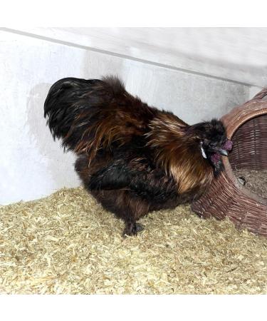 Terra Exotica Hemp Bedding 14 kg (150L) - Eco-Friendly Bedding for Horses Chickens & Rodents with Eucalyptus - International Shipping - Buy Online on GoSupps.com