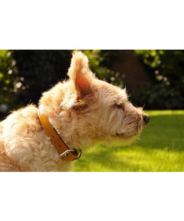 Leather Dog Collar - Sniffing Fans Design Padded & Robust for Small Medium Large Dogs (XL 46-55cm Beige) - Buy Online on GoSupps.com