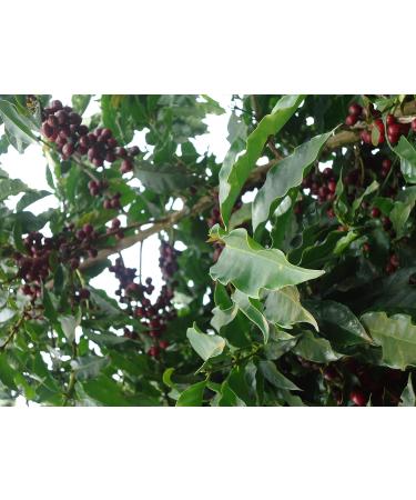 CAFES GUILIS Black Blend Natural Roast Coffee Beans 2 kg - Buy Online on GoSupps.com
