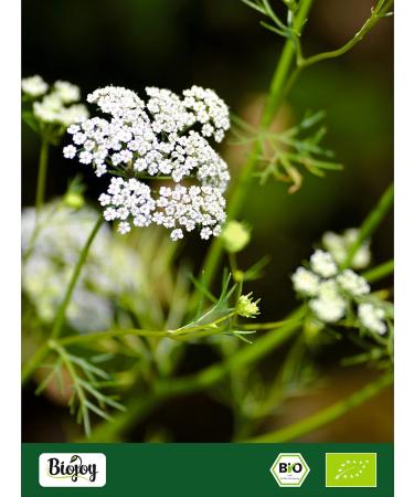 Buy Biojoy ORGANIC Cumin Seeds (1 kg) - Whole Cumin | Premium Cuminum Cyminum for Authentic Flavor | International Shipping Available - Buy Online on GoSupps.com