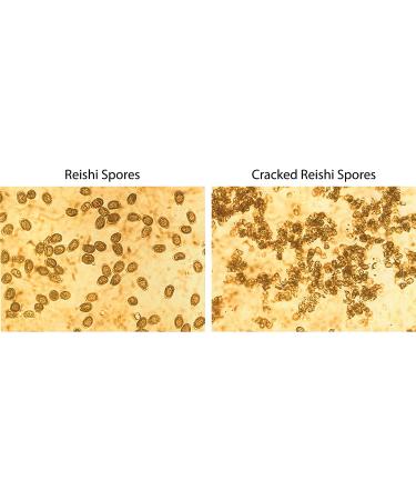 Dragon Herbs Duanwood Reishi Spore Oil 500mg - 30 Softgels | Premium Immune Support - Buy Online on GoSupps.com