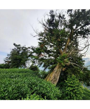 Taiwan unique tea Chin-Shin-Oolong Shanlinxi three-layer flat Light roasting 150g*4 - Buy Online on GoSupps.com