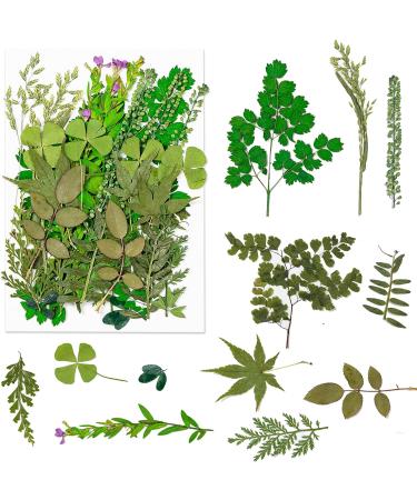 Dried Pressed Flowers 170+ Pcs - Bulk Natural Floral Fillers for Resin Crafts & Jewelry - 5 Color Set - Buy Online on GoSupps.com