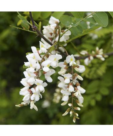 Raw Acacia Honey 500g - Pure & Natural Runny Honey - Buy Online on GoSupps.com