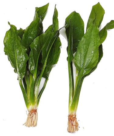 2 x Echinodorus Bleheri Live Aquarium Plant Amazon Sword - Buy Online on GoSupps.com