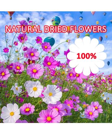 60PCS Real Pressed Dried Flowers for Resin Crafts - Natural Dried Flowers for Candle Making, Jewelry, Phone Cases & Framed Decor (Red) - Buy Online on GoSupps.com