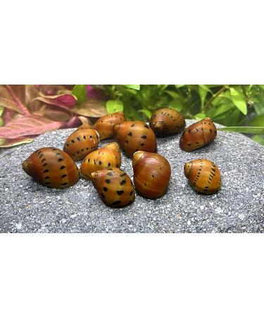 WaterPlants Racing Snail Mix - 8 Pieces of Aquarium Racing Snails 2 Varieties for Your Tank - International Shipping Available - Buy Online on GoSupps.com