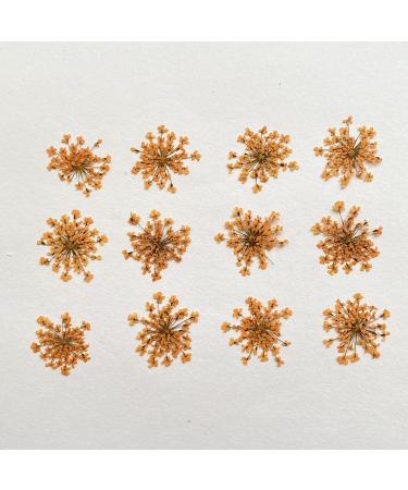 100pcs Ammi Majus Natural Pressed Dried Flowers for Resin, Soap & Candle Making (Orange) - Buy Online on GoSupps.com