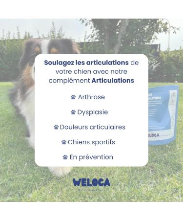 Dog osteoarthritis - 120 bites - 11 natural active ingredients (including glucosamine chondroitin green lipped mussel MSM devil's claw) - Anti-inflammatory - Highly dosed - Dog food supplement - Buy Online on GoSupps.com