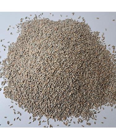 Premium 5kg Mills Rye Grains - Whole Grain Cleaned & Fresh Rye Kernels from R tze Mill - Buy Online on GoSupps.com