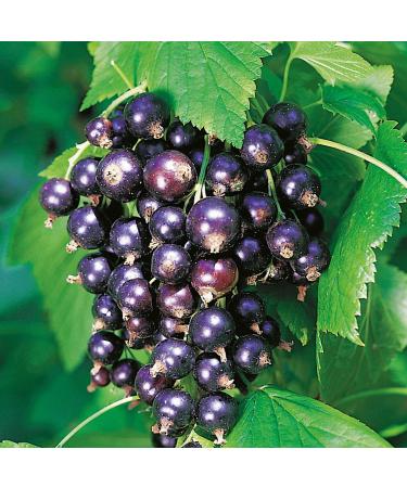 Blackcurrant 'Dr. Bauer's Ometa' - Standard tree Standard tree - In container Dr. Bauer's Ometa