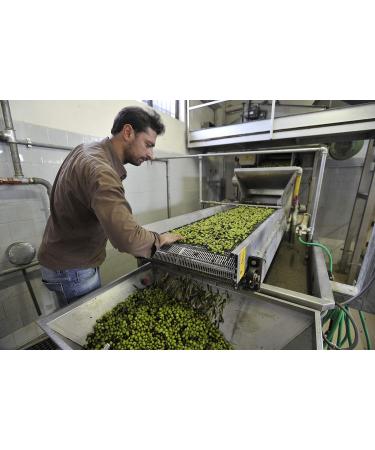 Authentic 100% Italian Extra Virgin Olive Oil 5L Canister - Gnavolini Raccolta Sapore | Cold Pressed for Culinary Excellence - Buy Online on GoSupps.com