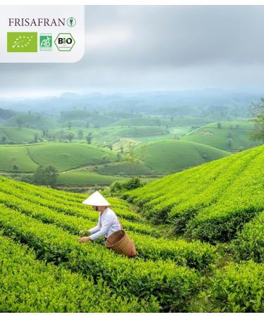  FRISAFRAN FRISAFRAN | Organic Gunpowder Mint Green Tea Pyramids 30 Units | 60g | Antioxidant | Japanese Green Tea | Digestive | Refreshing Drink | Mint Infusion | Pure | Mint Leaves | Hot/Cold - Buy Online on GoSupps.com