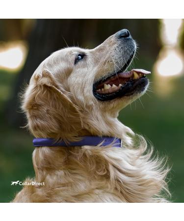 Collardirect Round Leather Dog Collar - Handmade Soft Padded Real Leather for Dogs & Cats (23-28 cm) - Available in Black Pink Red Blue & Purple - Buy Online on GoSupps.com