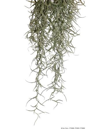 Josh's Frogs Sprig & Stone Spanish Moss - 1 Quart | Natural Terrarium Decor - Buy Online on GoSupps.com