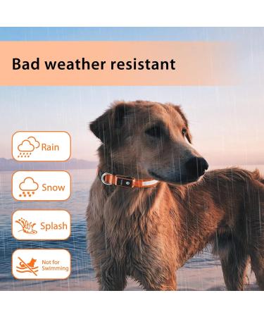 Luminous Dog Collar - Waterproof LED Light Neck Band for All Sizes | 7 Color Change - Night Safety for Dogs (Orange L - 48-60cm) - Buy Online on GoSupps.com