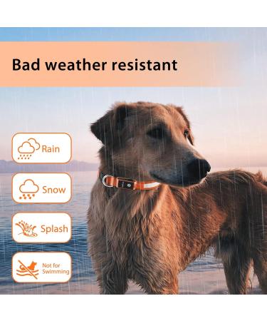 Buy Luminous LED Dog Collar - Adjustable Waterproof 7 Color Changing Light for Night Safety - Fits Small Medium & Large Dogs (38-50cm) - 2022 Orange - Buy Online on GoSupps.com
